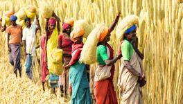 A group of millet farmers working (Photo - Representative image/ AI Canva)