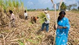 Unions call Rs 20 hike in sugarcane price ‘insufficient’; BKU met with around dozen farmer leaders to take their feedback and find a solution.