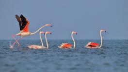 Chilika, the Shrinking ‘Queen of Nature’, Wails For Attention: Biswajit Mohanty