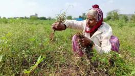 After months of acute drought, unseasonal rains and hailstorms have wreaked havoc with crops in Vidharba and Marathwada. 