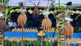 Millet earheads presented the Millet Festival at Kezoma village (Photo - Ketholeno Neihu, 101Reporters).