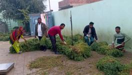 The growing demand for green chickpeas has created new employment opportunities for villagers (Photo - Amarpal Singh Verma, 101Reporters)