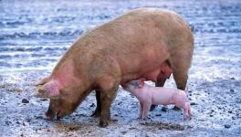 pig