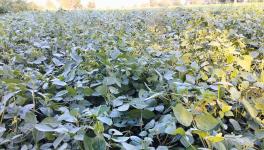 The moong crop in Khargone is showing good yields (Photo - Amit Bhatore, 101Reporters).