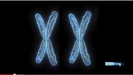 Chromosomes.png