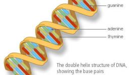 dna2-web.jpg