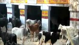 UP Govt to Charge 2% 'Gau Cess'