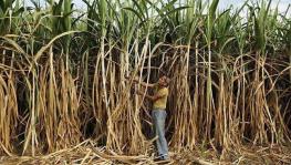 Sugarcane farmers crisis india
