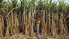 Sugarcane Cutters