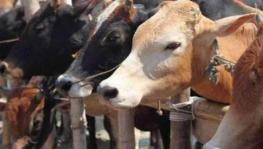 Economic Rationale of Slaughter and Beef Ban in Karnataka