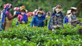 Assam: Same Promise Each Election, but Tea Workers still Await Minimum Wage