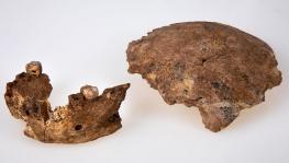 New Fossil Skull in Israel Stirs Up Debate: Earliest Neanderthal or Unknown Neanderthal Ancestor?