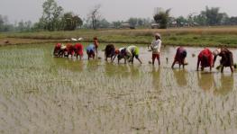 Bihar paddy farmers.