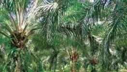 Palm Oil: Patanjali Announces Plans for Plantations, Environmental Concerns Loom Large
