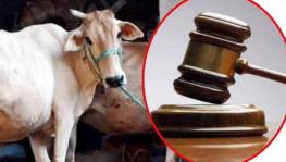 SHOCKING! Allahabad HC asks that Cow Protection be declared a Fundamental Right for Hindus!