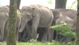 63 Elephants in Custody of Temples, Private Individuals in Tamil Nadu