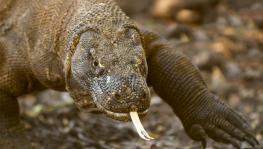 Over 900 Species Extinct, Komodo Dragon Declared Endangered
