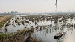 Waterlogging, Crop Damage, Govt Apathy: Three-Pronged Affliction of Haryana Farmers