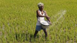 Bihar DAP Shortage Delays Sowing of Rabi Crops, Farmers Fear Loss in Quality