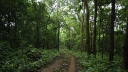 Indian forests