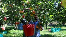 Kashmir's Apple Farmers on Brink as Cheaper Iranian Alternative Takes Over Indian Markets