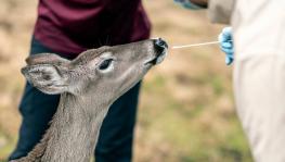 US Scientists Detect Omicron Variant for First Time in Deer