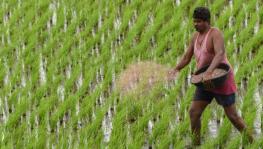 Sudden Switch to Organic Farming Impractical: Kerala Farmers Protest Fertiliser Subsidy Cut 