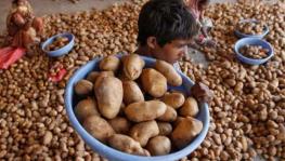 Potato Farmers in Bihar’s Katihar put Profit in ‘Cold Storage’