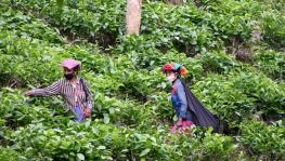 WB: Resentment Over CM’s Role in Declaring Interim Relief for Tea Workers