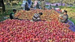 J&K: Apple Traders Face Losses due to Transporting Issues Along the Highway