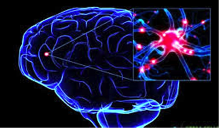 New Kind of Human Brain Cell Discovered | NewsClick