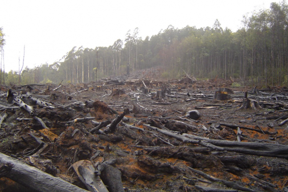 After you log in to your binance account, please an email with the verification code will be sent to your original email address automatically, please if you have completed your face verification on the app, after verification is done, please click the【i. Our Chanage Mail Id Has Been Change : Forests Are Crucial to Combating Climate Change—Will Biden ...