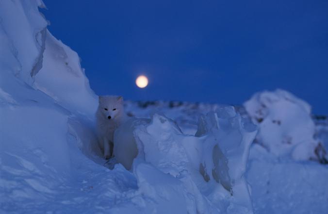 arctic fox winter