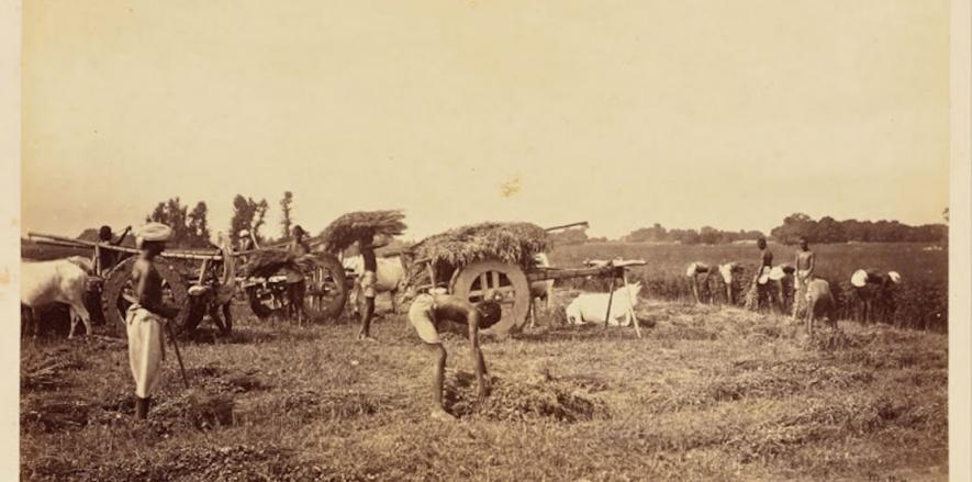 05-Cutting-Indigo-plant-in-the-field-and-Loading-Carts-1110x550.jpg