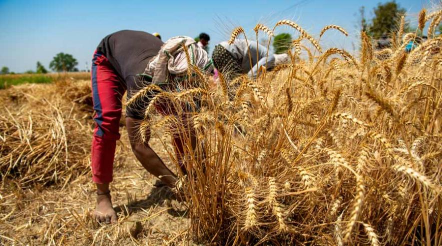 Ban on Wheat Exports 'Anti-Farmer' Move, say Punjab Farmers' Unions