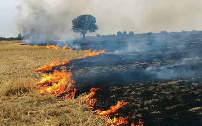 Farmers Burn the Crop in Punjab