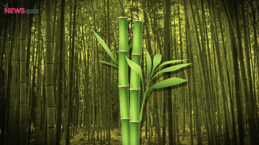 New Law Says Bamboo Growing On Non-Forest Lands Is Not ‘Tree’