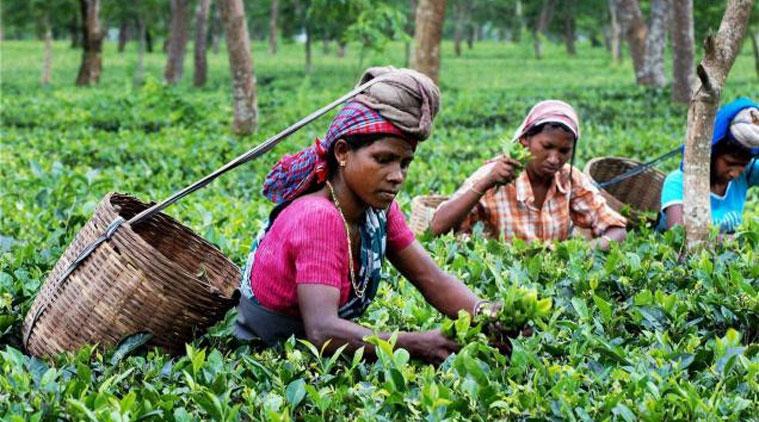 Tea Garden Worker