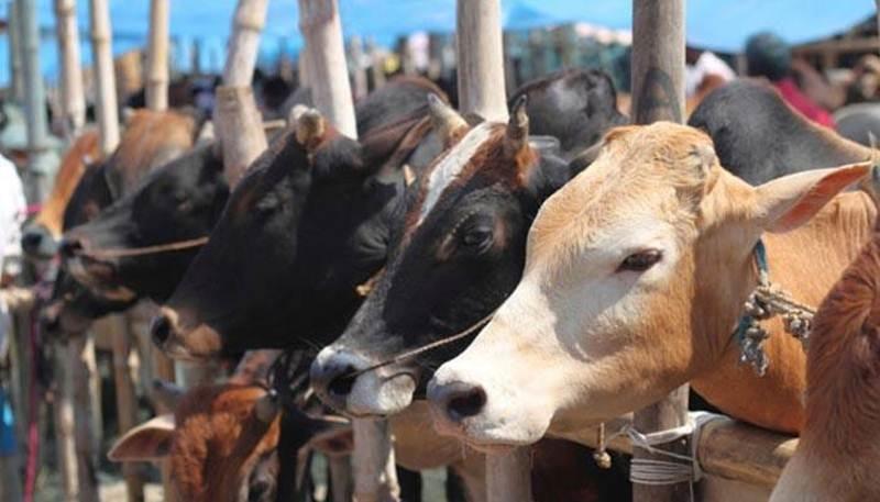 UP Police Arrests and Jails Two Minors on Cow Slaughter Charge