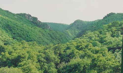 Haryana forest