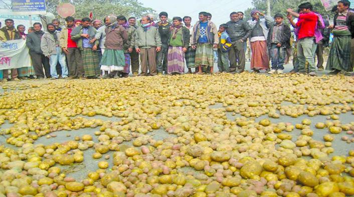 How a Good Yield of Crop became a Problem of Plenty for the Potato Farmers 