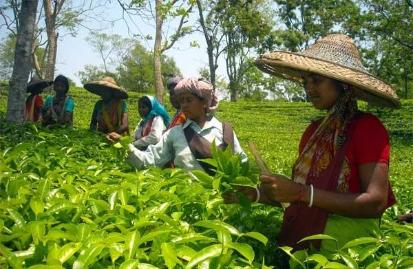 Tea Garden Workers