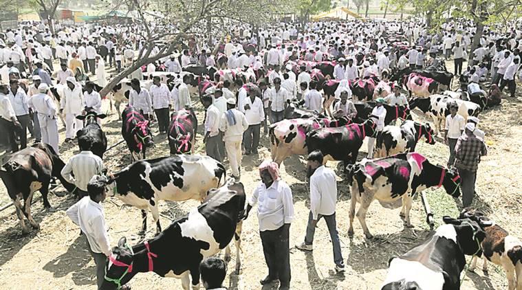 After Free Milk Distribution Protest, Maharashtra Dairy Farmers to Gherao the Ministry of Animal Husbandry and Dairy Development | NewsClick After Free Milk Distribution Protest, Maharashtra Dairy Farmers to Gherao the Ministry of Animal Husbandry and Dairy Development | NewsClick