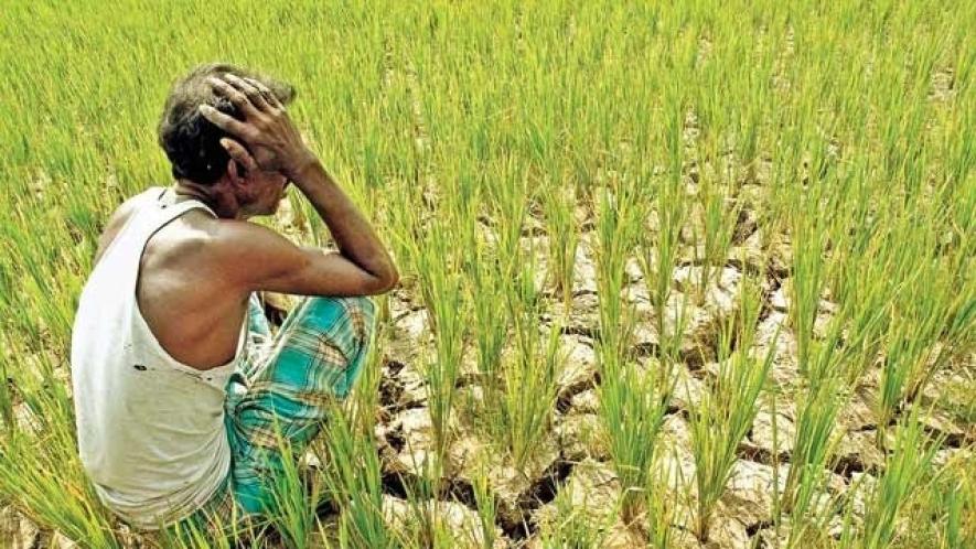 Indian Farmers