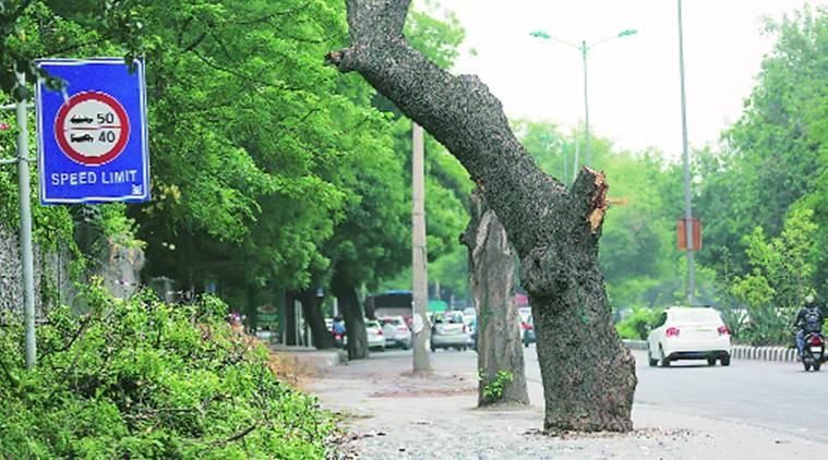 Trees Being Cut in Delhi and Smart Cities