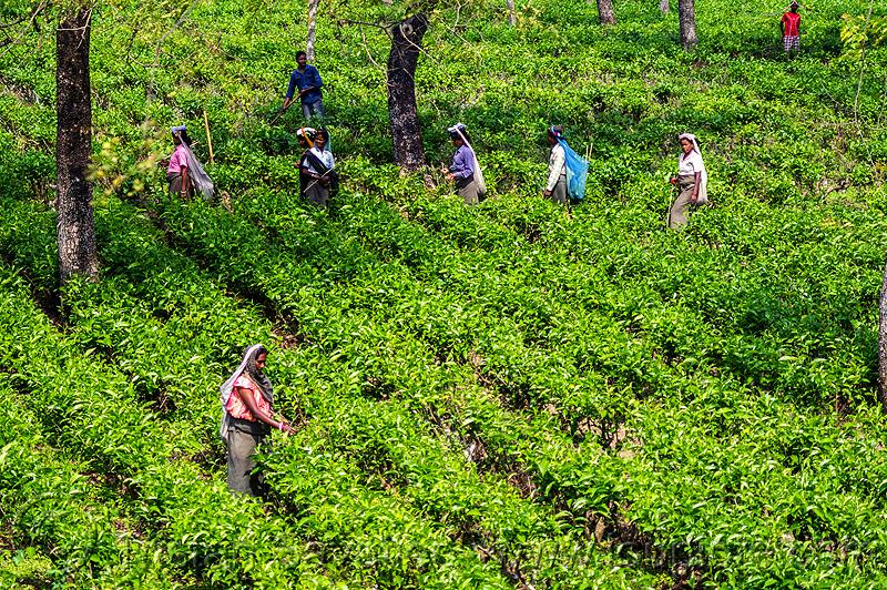 Basic Welfare Provisions for Tea Estate Workers Under Threat