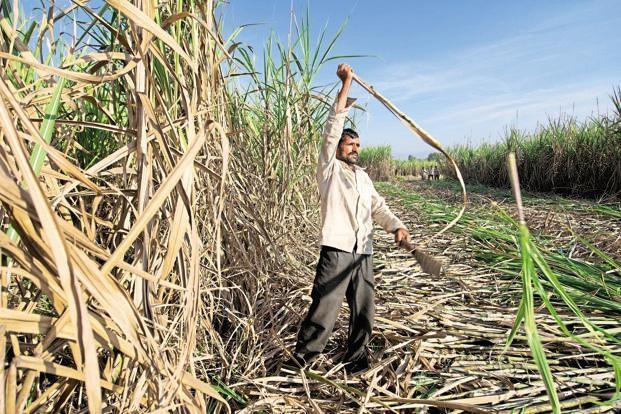 Sugar Farmers in Maharashtra 
