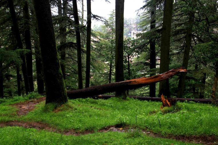 Uttarakhand Forest 