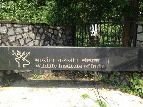 wildlife institute of India 