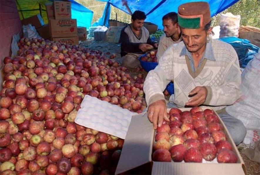 Himachal apple farmers 